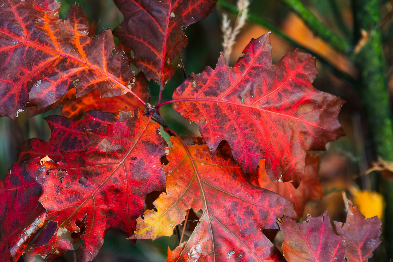 Close-up of red and orange oak leaves enhanced in Photoshop to highlight autumn warmth and texture