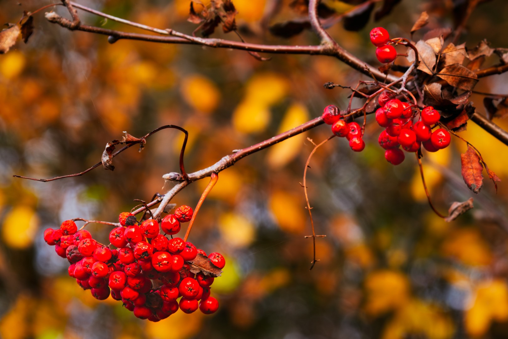 Close-up of red rowan berries and golden autumn leaves enhanced in Photoshop for rich seasonal color and contrast