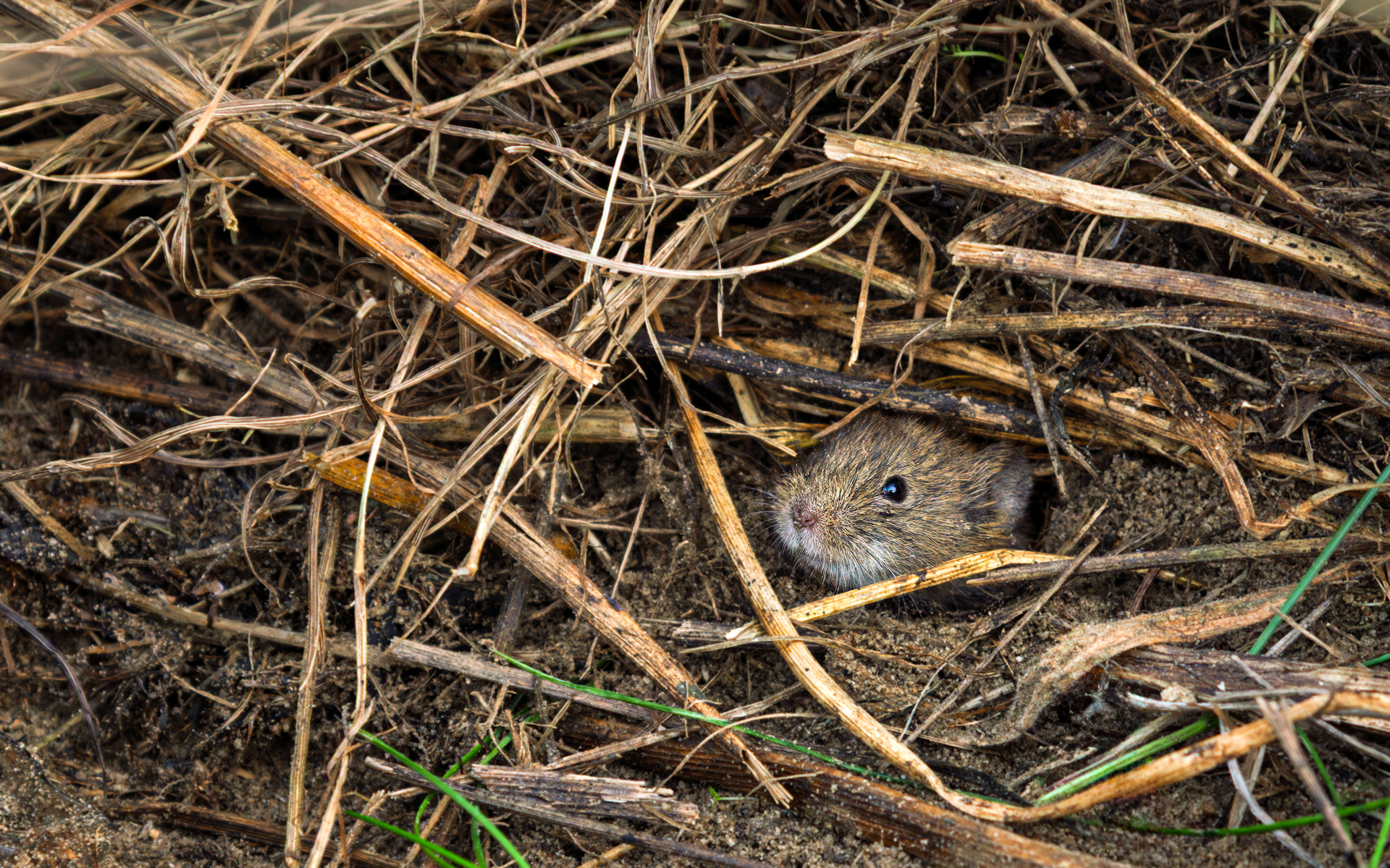 A small vole peeking curiously from its burrow among dry grass near a lake in central Poland