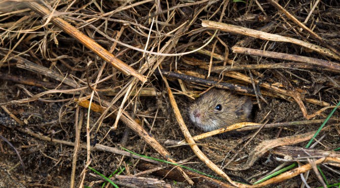 A Curious Visitor Before Winter 🐭