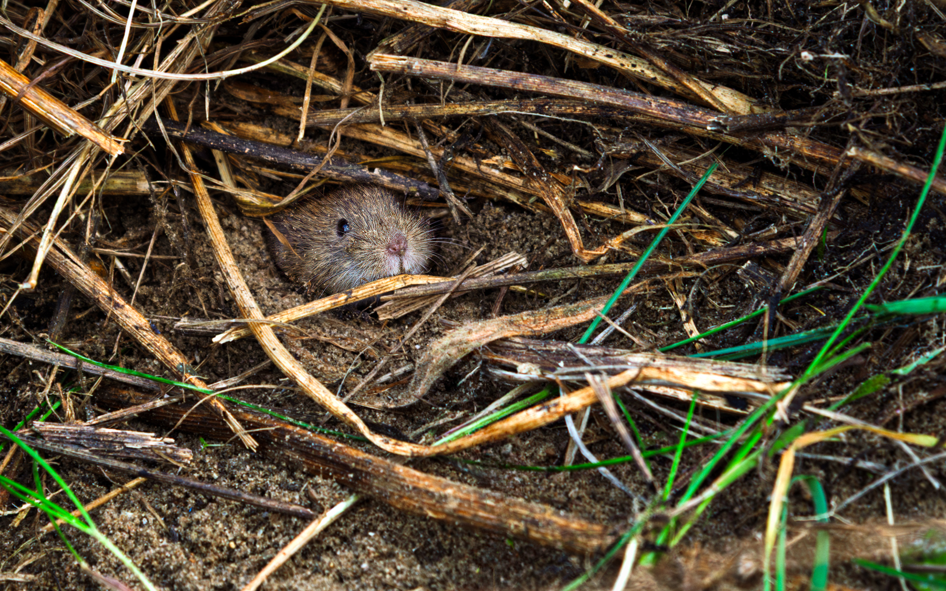 A vole hiding in dry grass and sand at the edge of a field near a lake in central Poland during autumn