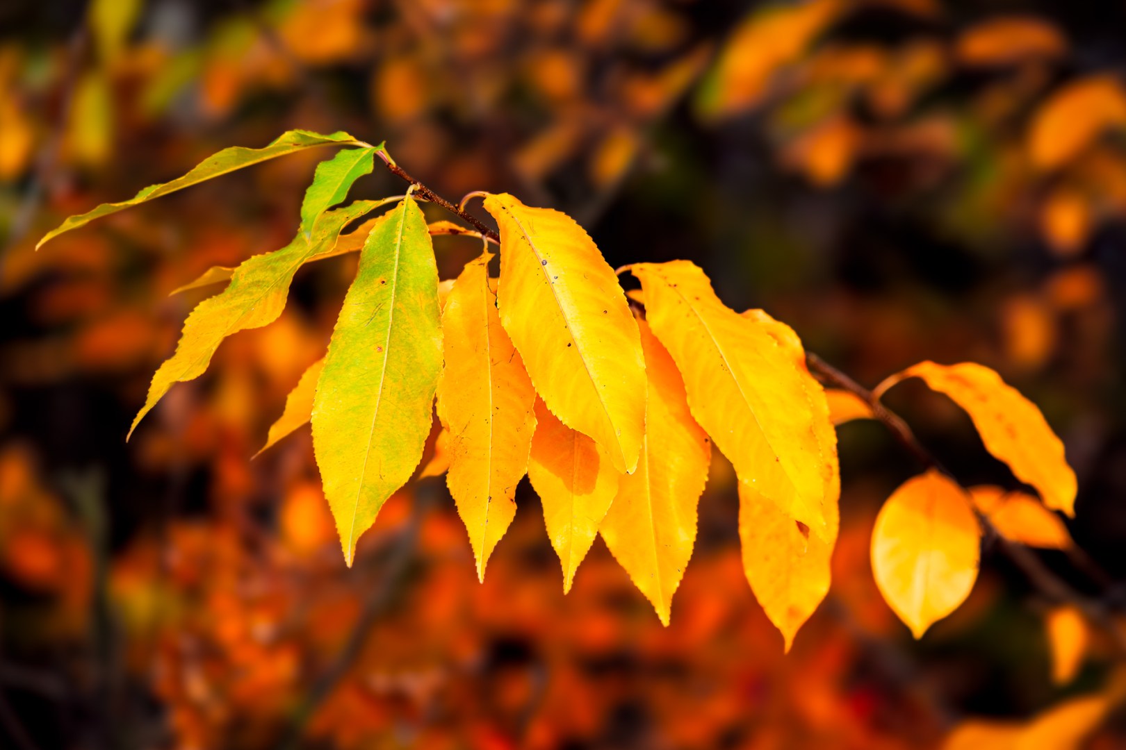 Yellow and green autumn leaves edited in Photoshop with selective color and soft glow for a golden seasonal mood