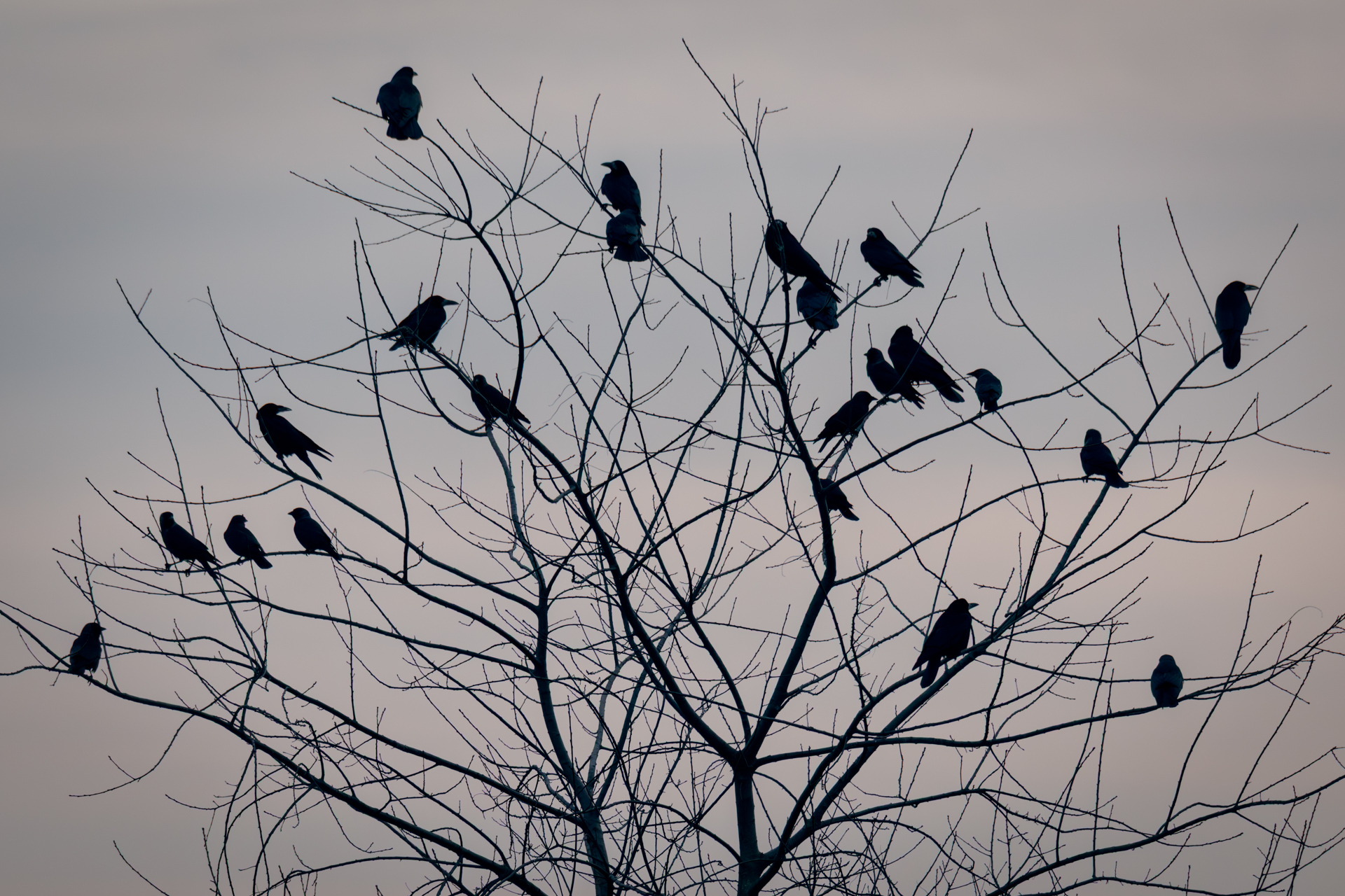 Birds perched in a bare tree during late autumn, forming dark silhouettes