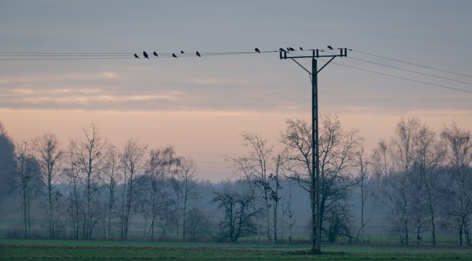 A walk among gathering wings