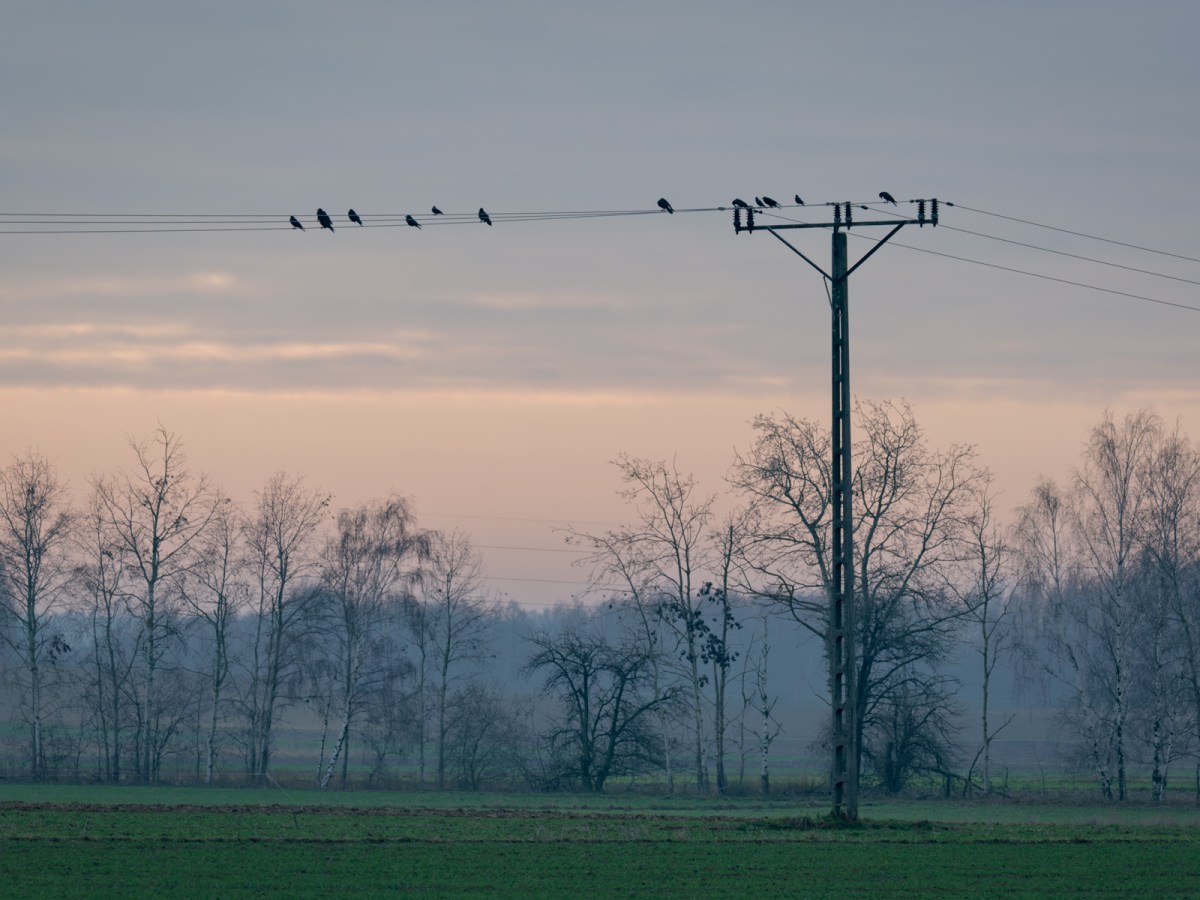 A walk among gathering wings