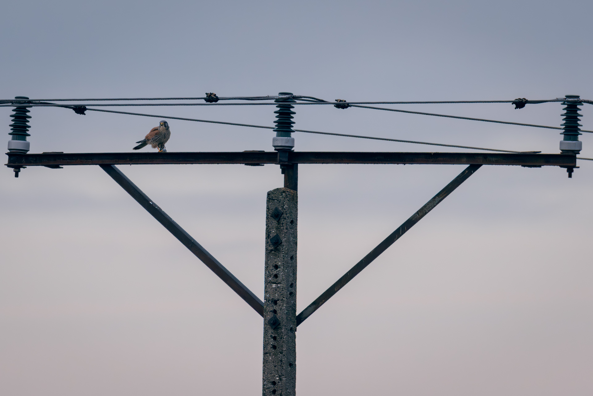 Kestrel perched on an electricity pole above autumn fields