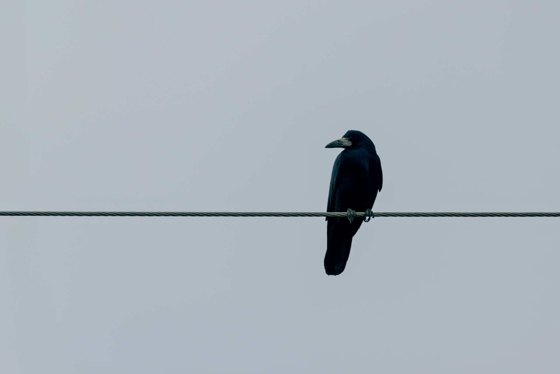 Single bird perched on a wire against a soft autumn sky