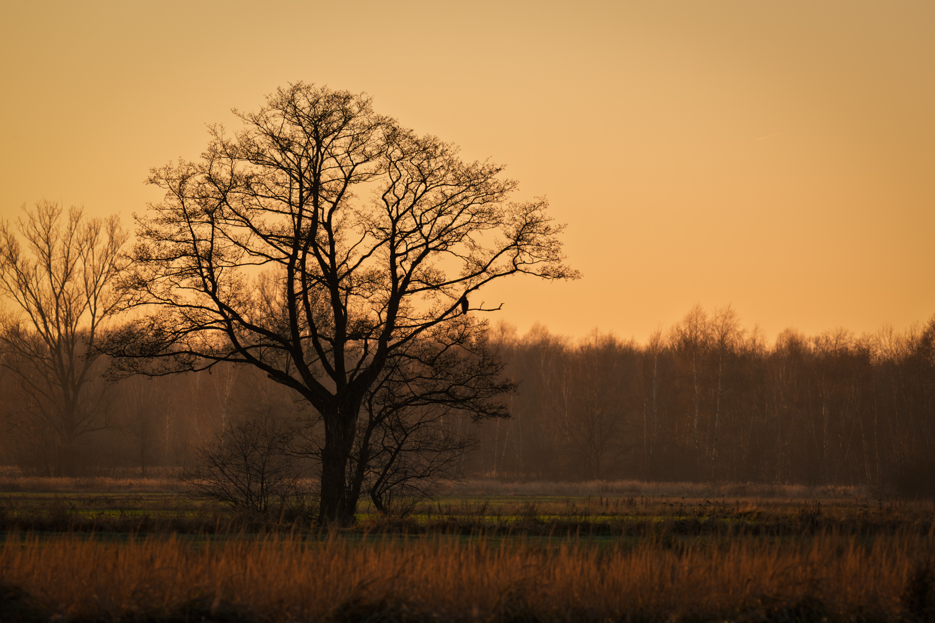 A buzzard resting on a lone tree in a foggy meadow during an early winter evening, photographed in soft, warm fading light