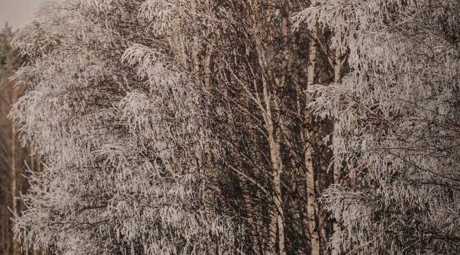 Frost-covered birch trees during a quiet winter walk near a frozen lake in Poland, with pale snow and soft winter light