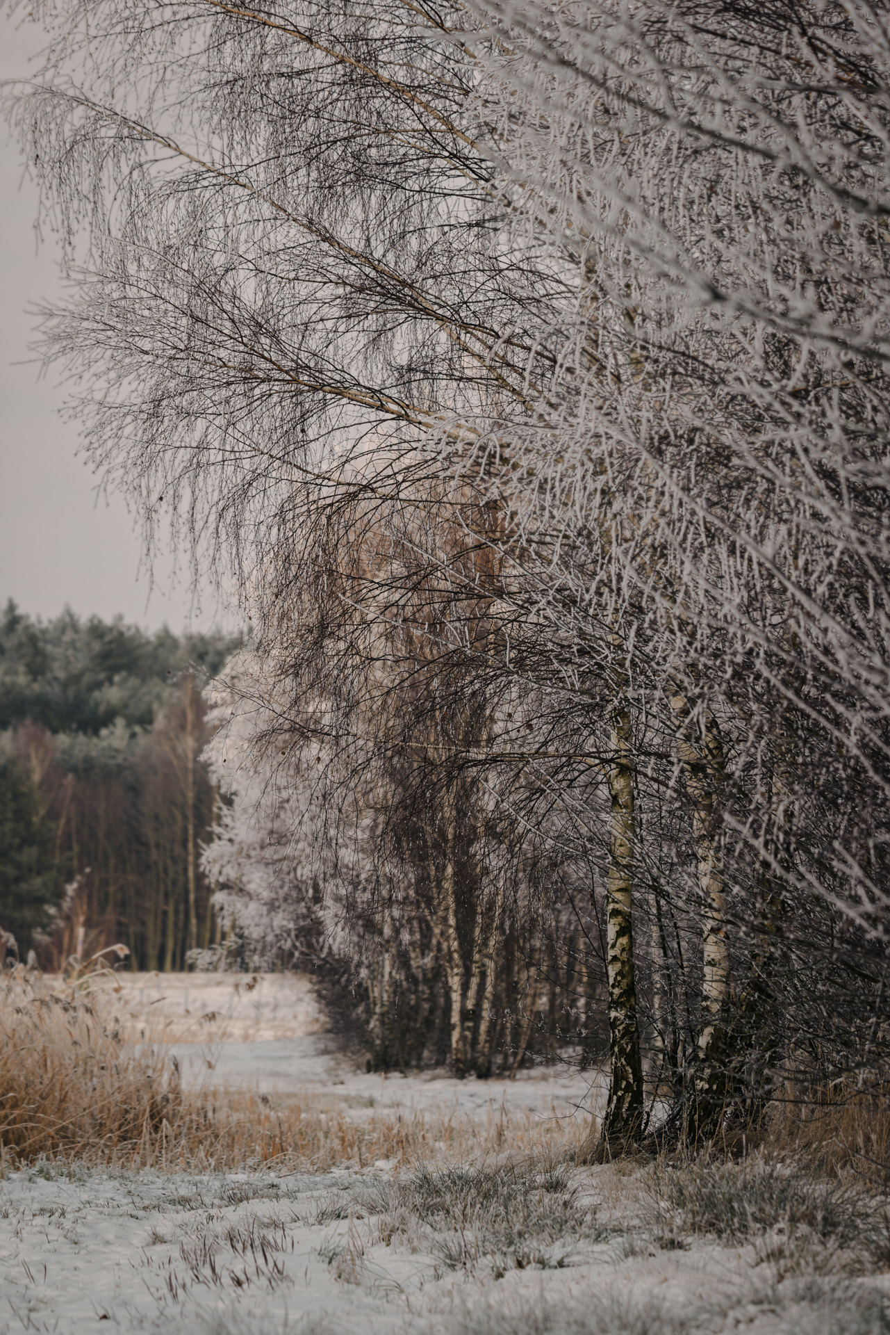 Frosty winter woodland with snow and bare trees, edited with a calm moody winter look and subtle warmth in midtones