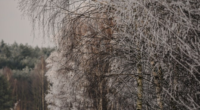 Frosty winter woodland with snow and bare trees, edited with a calm moody winter look and subtle warmth in midtones
