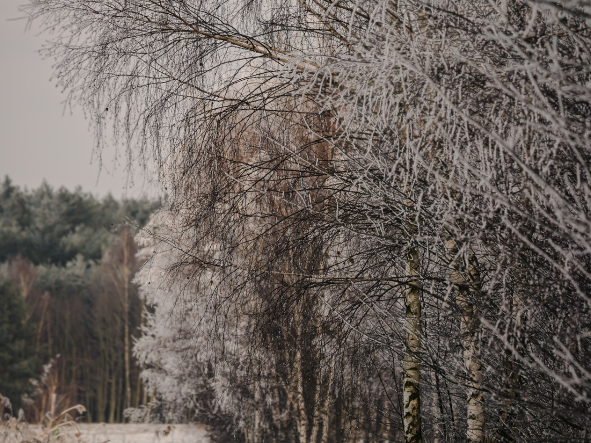 Keeping Winter Quiet — A Frosty Edit with a Warm Heart ❄️