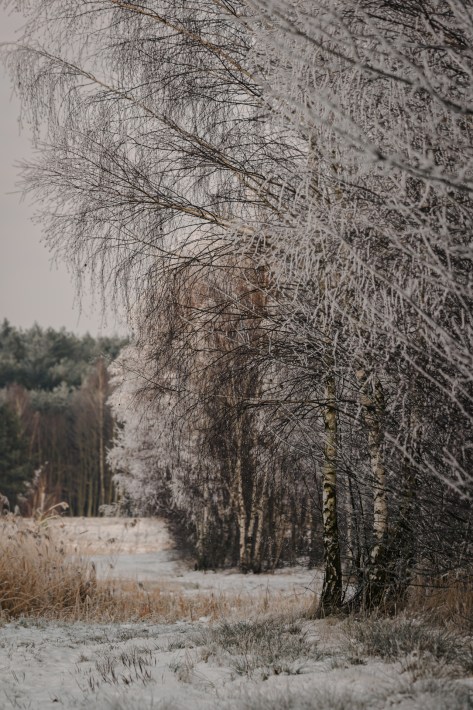 Frosty winter woodland with snow and bare trees, edited with a calm moody winter look and subtle warmth in midtones