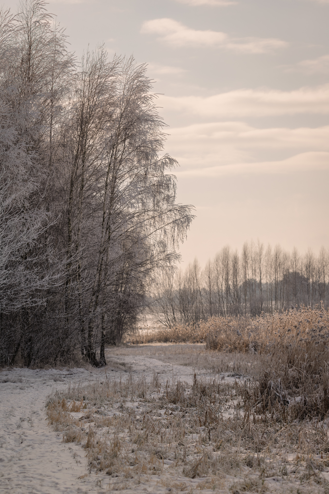 Hoar frost covering trees and grass along a quiet winter path in the Polish countryside