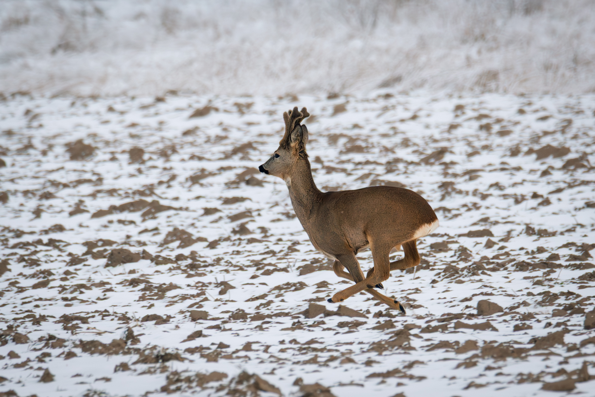 Roe deer buck running across a snowy field after being startled during a winter walk