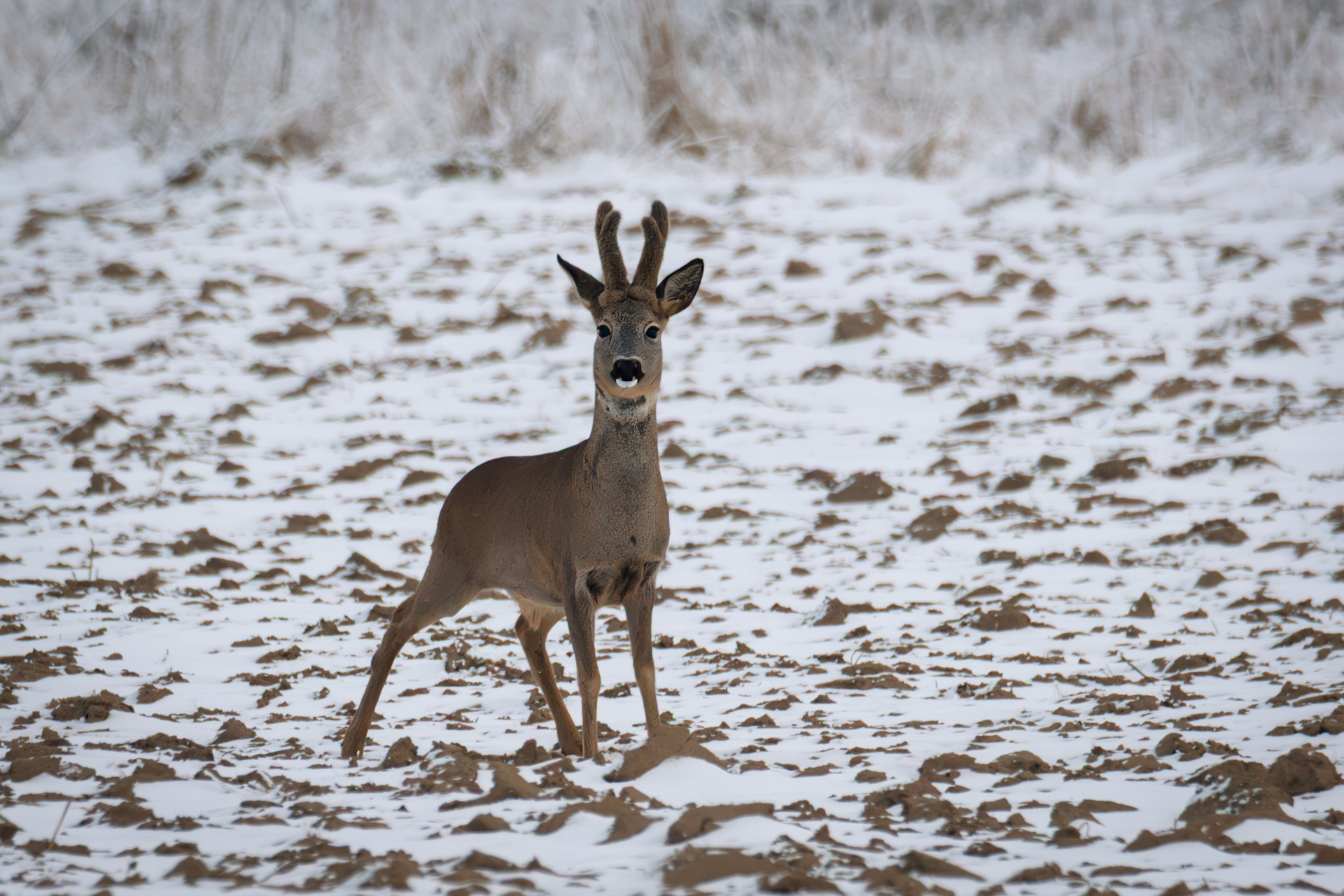 Roe deer buck standing alert in a snowy field during winter in central Poland