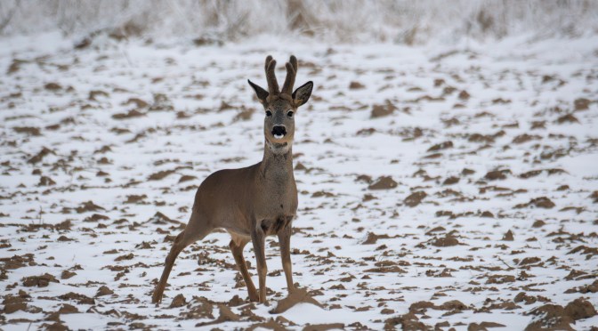 Roe deer buck standing alert in a snowy field during winter in central Poland