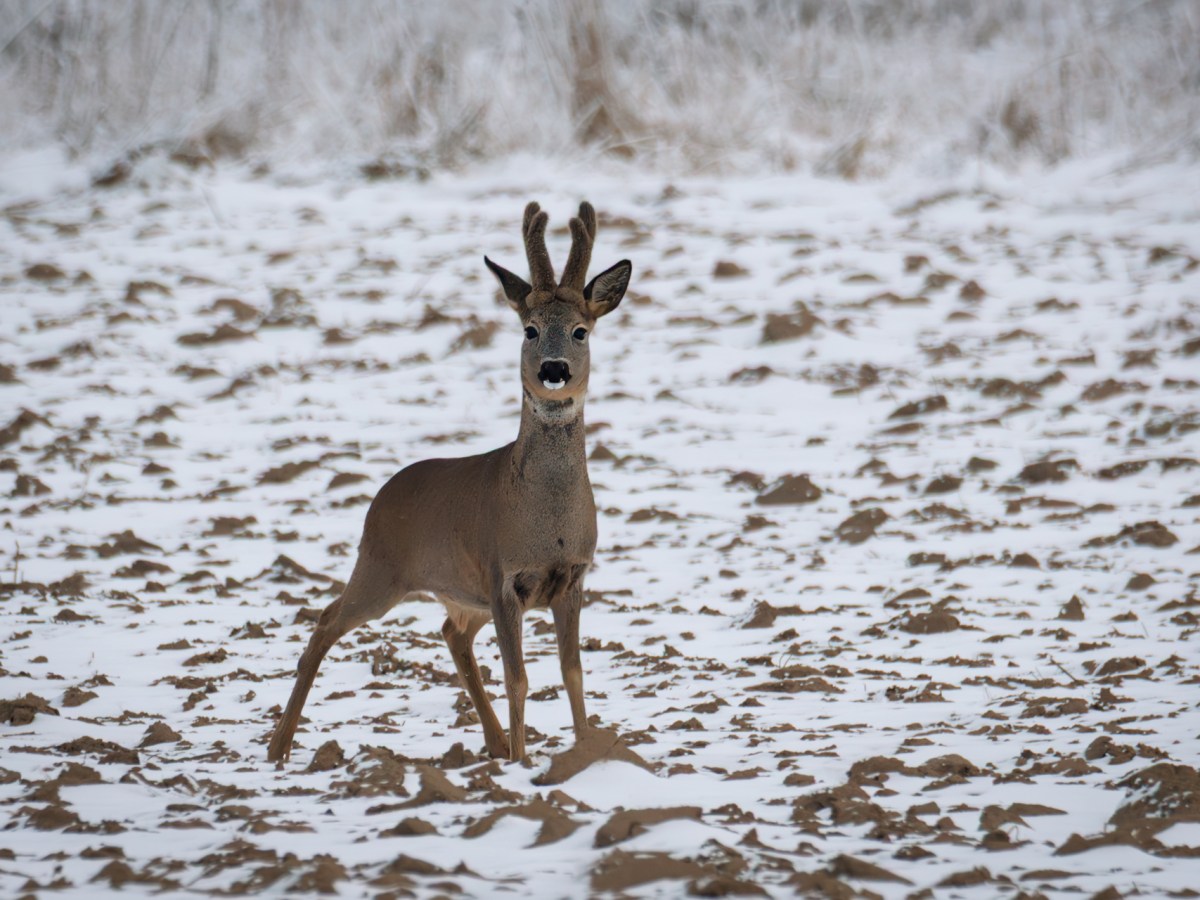 A Proper Winter, at Last