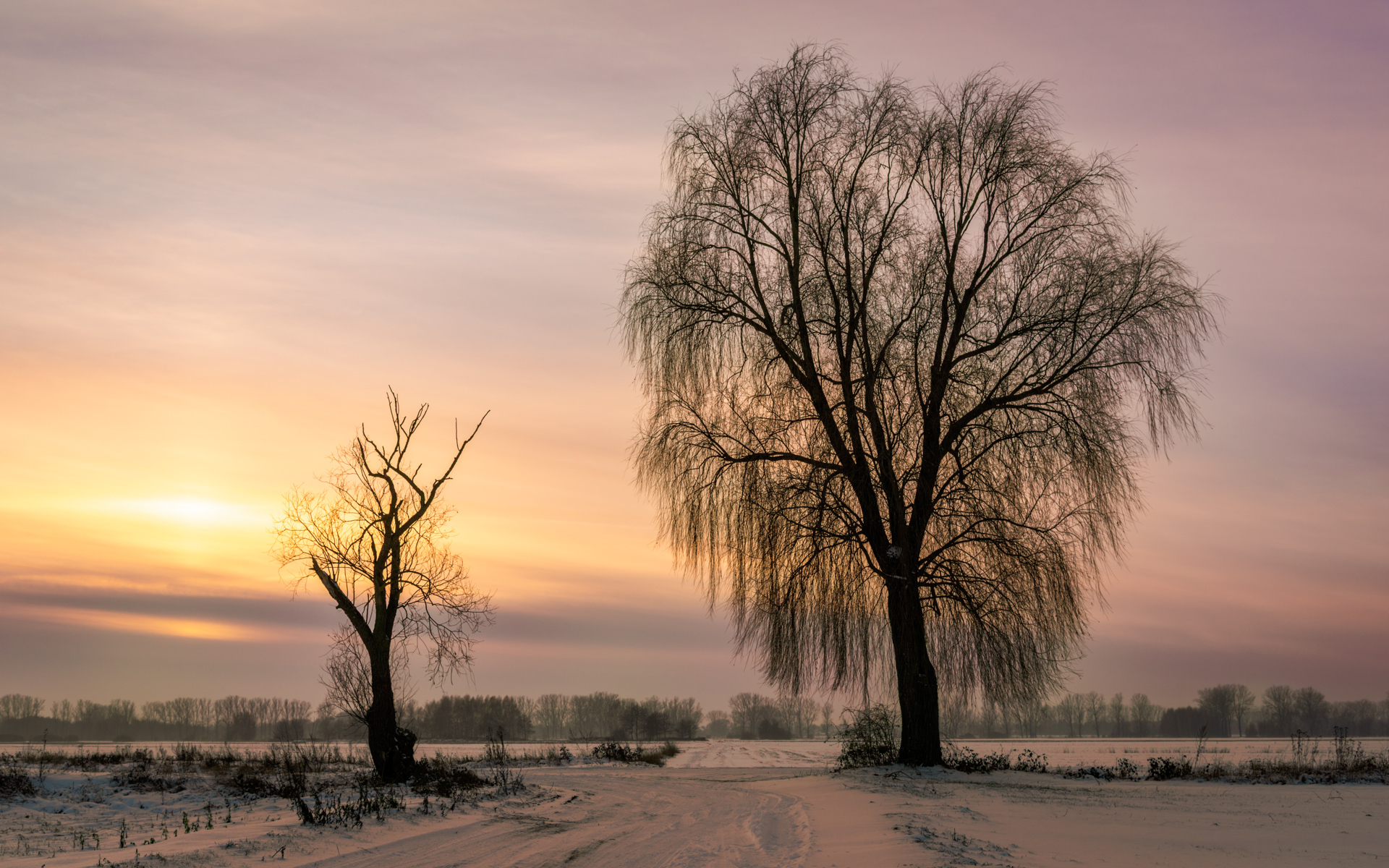 A cyclist stops to photograph a snow-covered landscape, capturing the last snow of the season with sculptural trees in the foreground. The trees stand out starkly against the white backdrop, signaling the transition from winter to spring