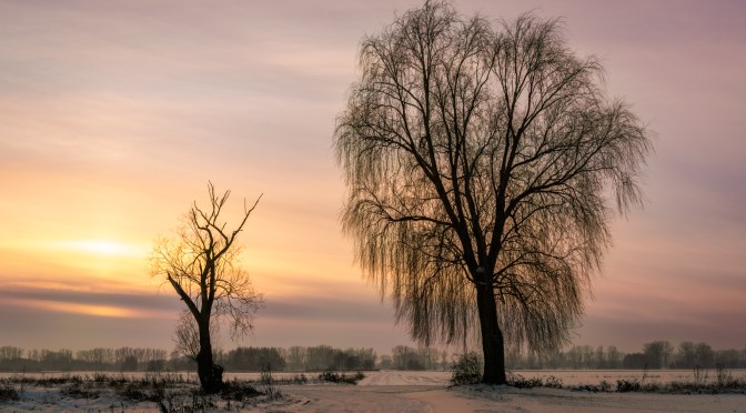 The Last Snow: Capturing a Winter’s Transition to Spring