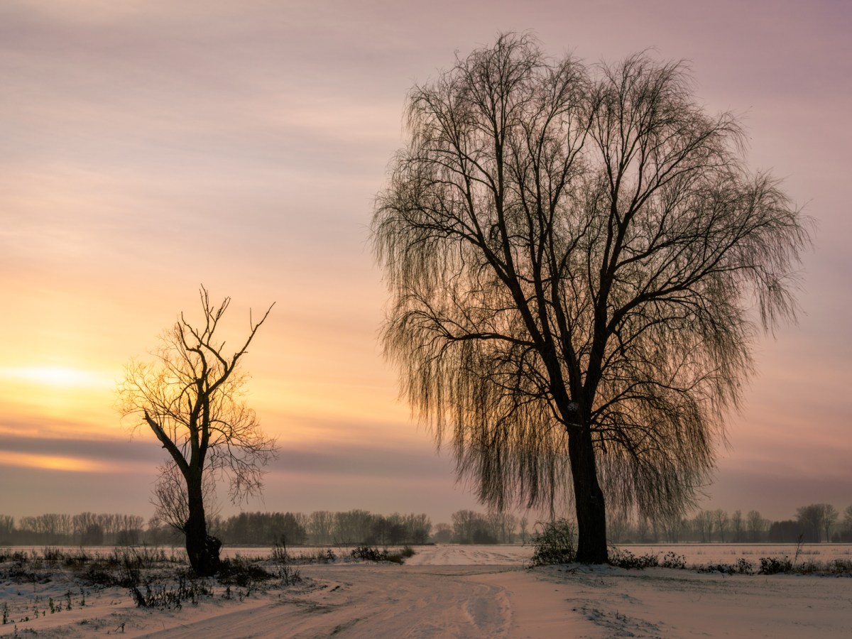 The Last Snow: Capturing a Winter’s Transition to Spring