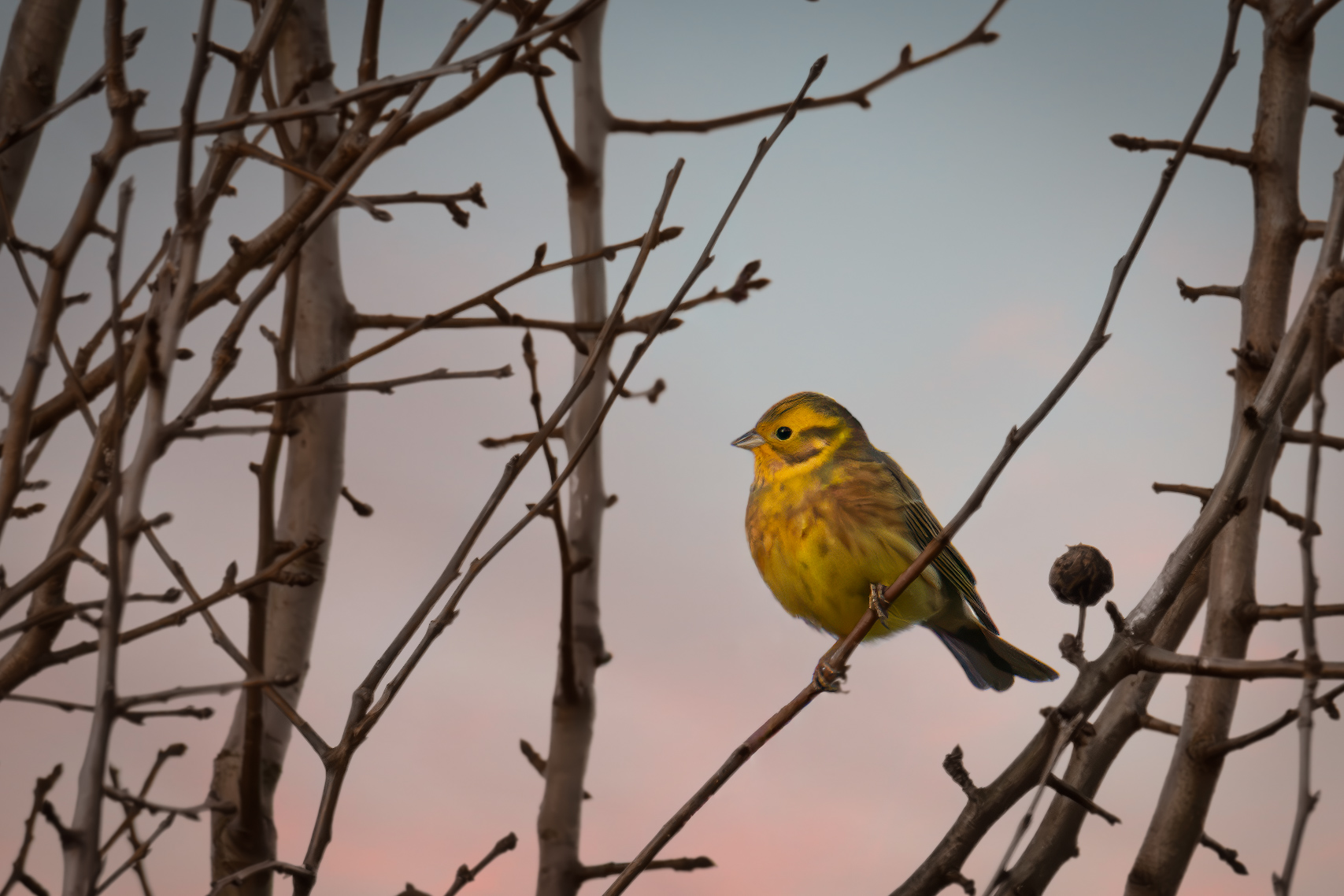 Yellowhammer (Emberiza citrinella) perched on branches in winter near the Warta Valley in Sieradz, Poland