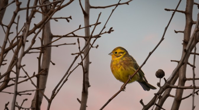 Yellowhammer (Emberiza citrinella) perched on branches in winter near the Warta Valley in Sieradz, Poland