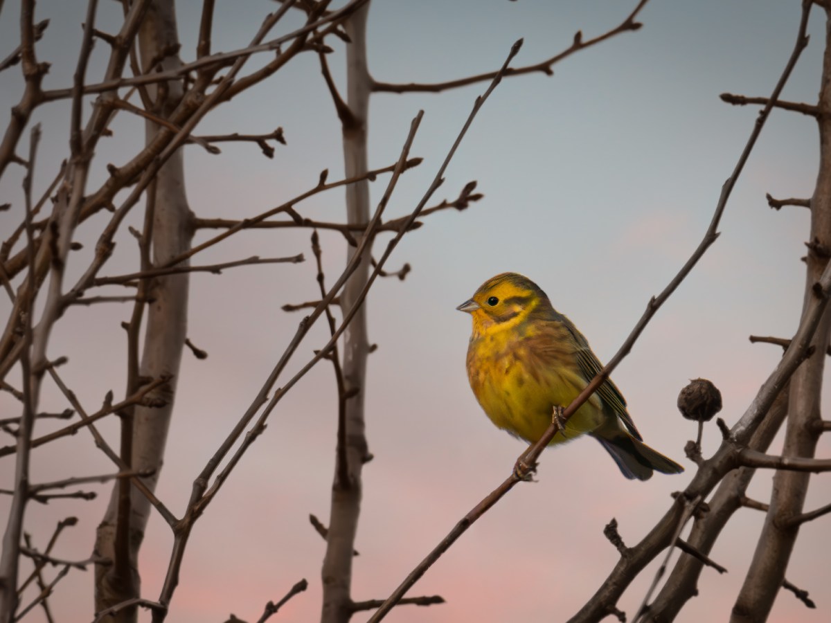 A Curious Yellowhammer in the Warm Winter Light