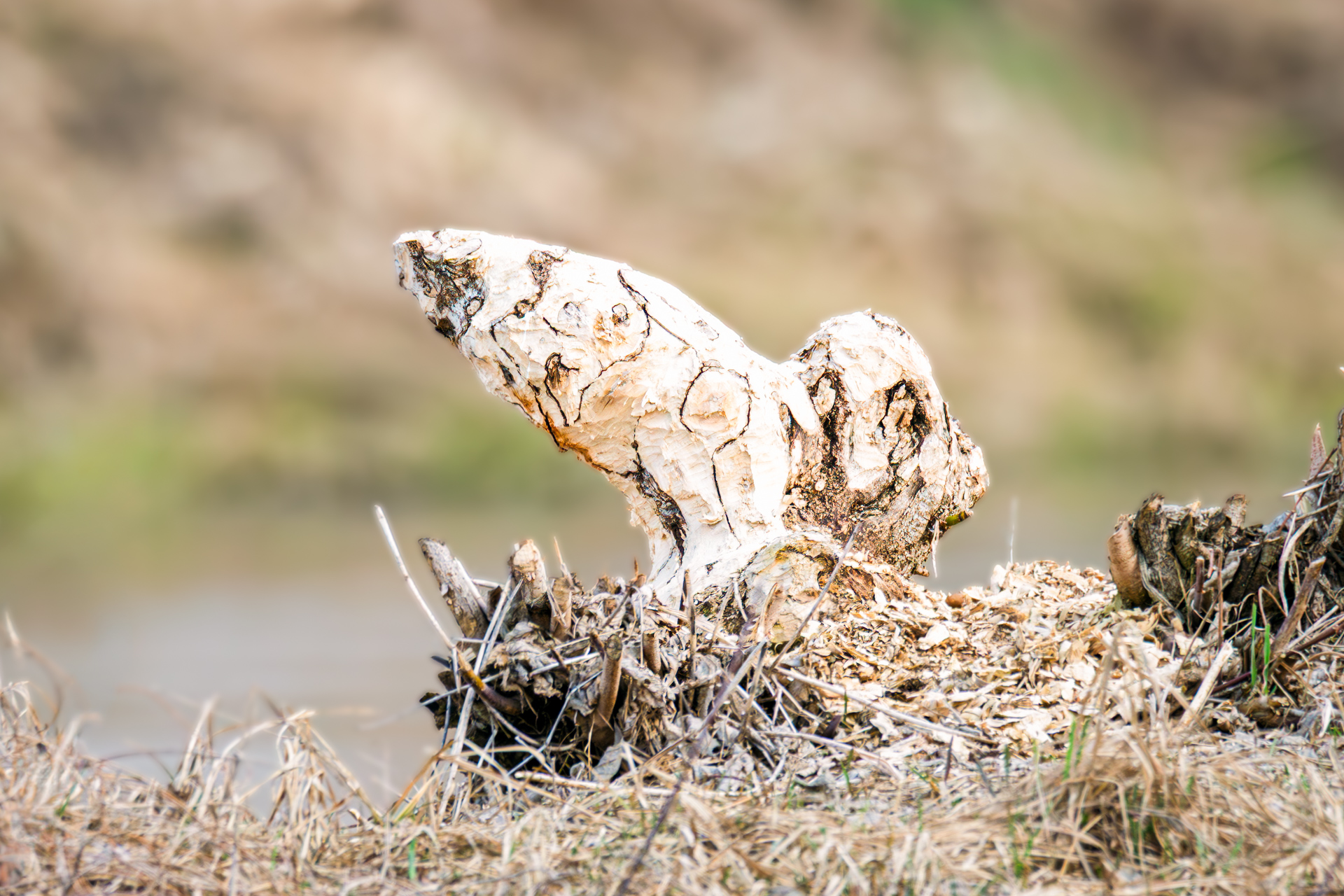 Beaver activity along a riverside with fallen trees and early spring landscape