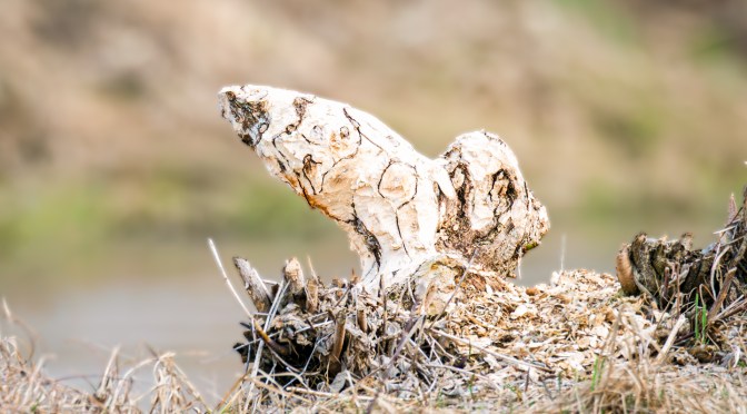 Beaver activity along a riverside with fallen trees and early spring landscape
