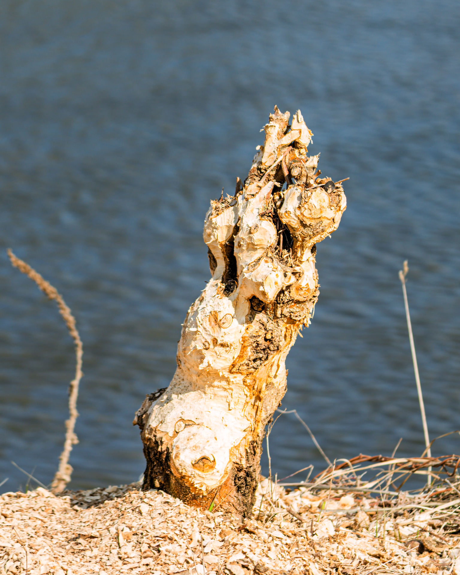 Tree stump cut by beavers near the riverbank with water in the background