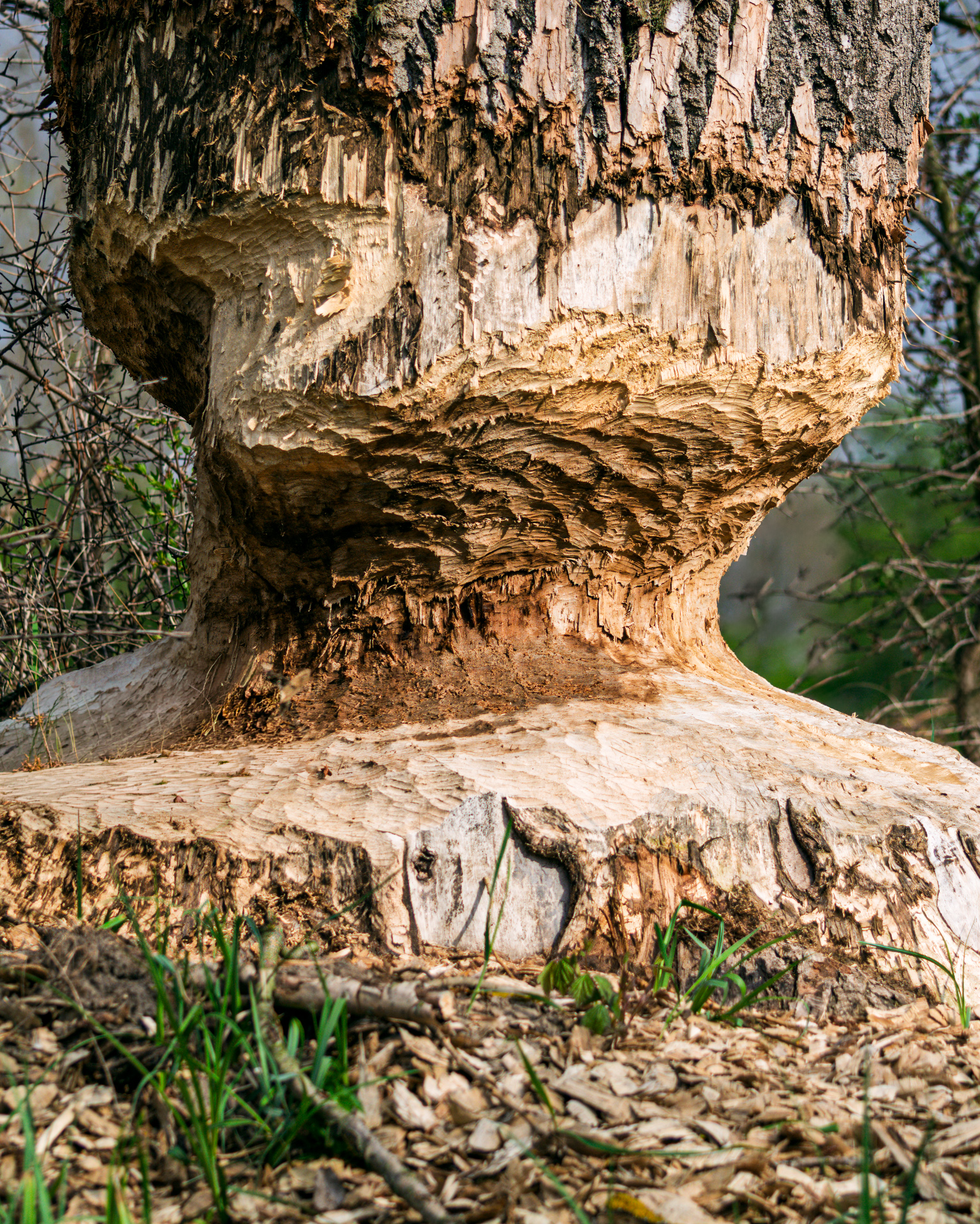 Close-up of a tree trunk gnawed by a beaver showing detailed wood texture