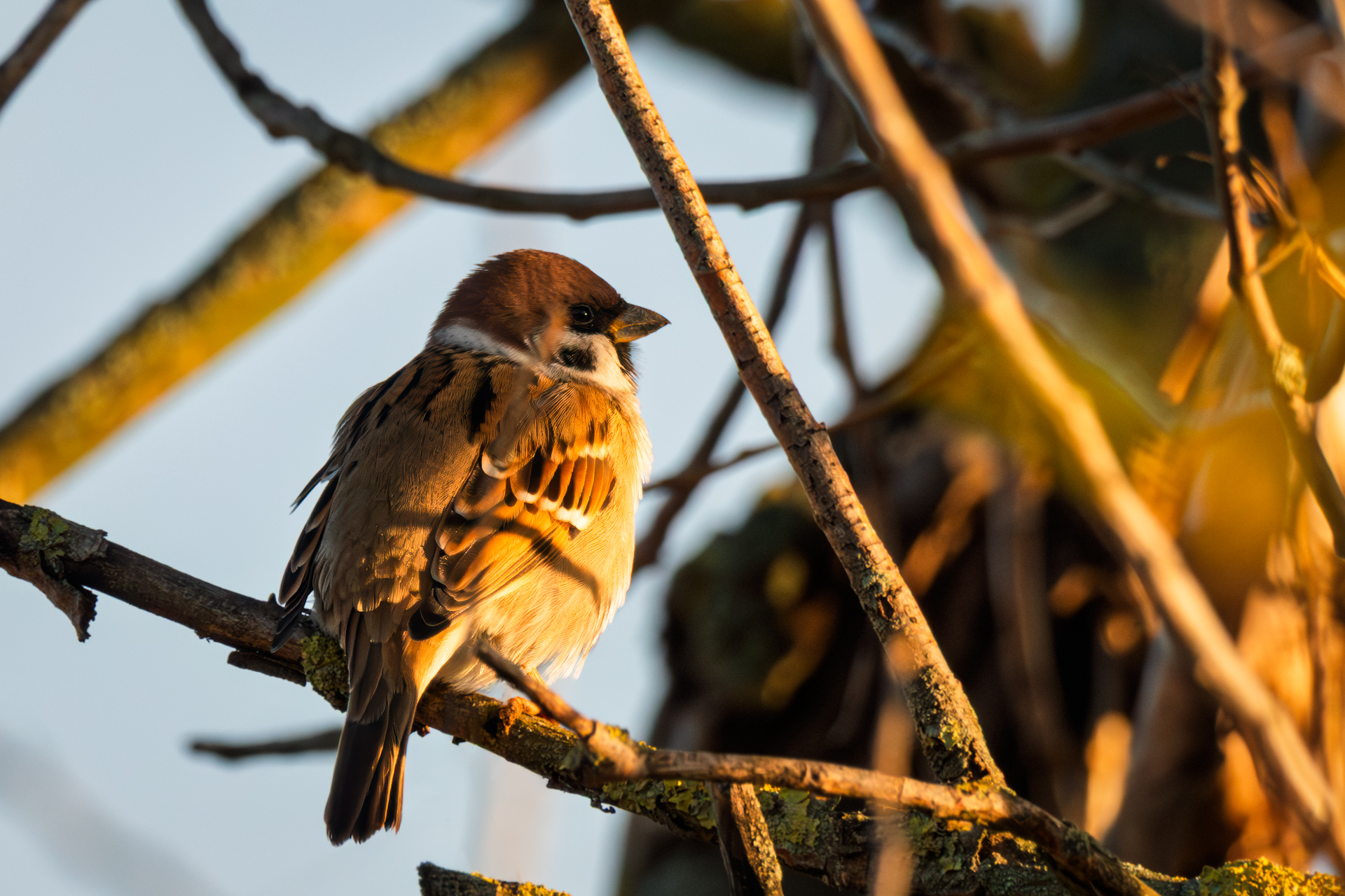 A sparrow perched on tree branches during a sunny winter walk by the river, near fields on the last day of February.