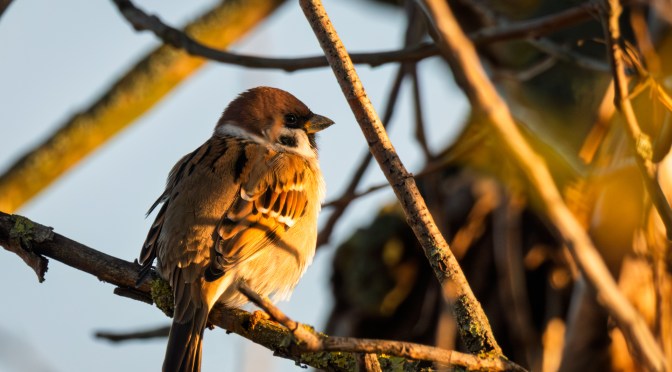 A sparrow perched on tree branches during a sunny winter walk by the river, near fields on the last day of February.