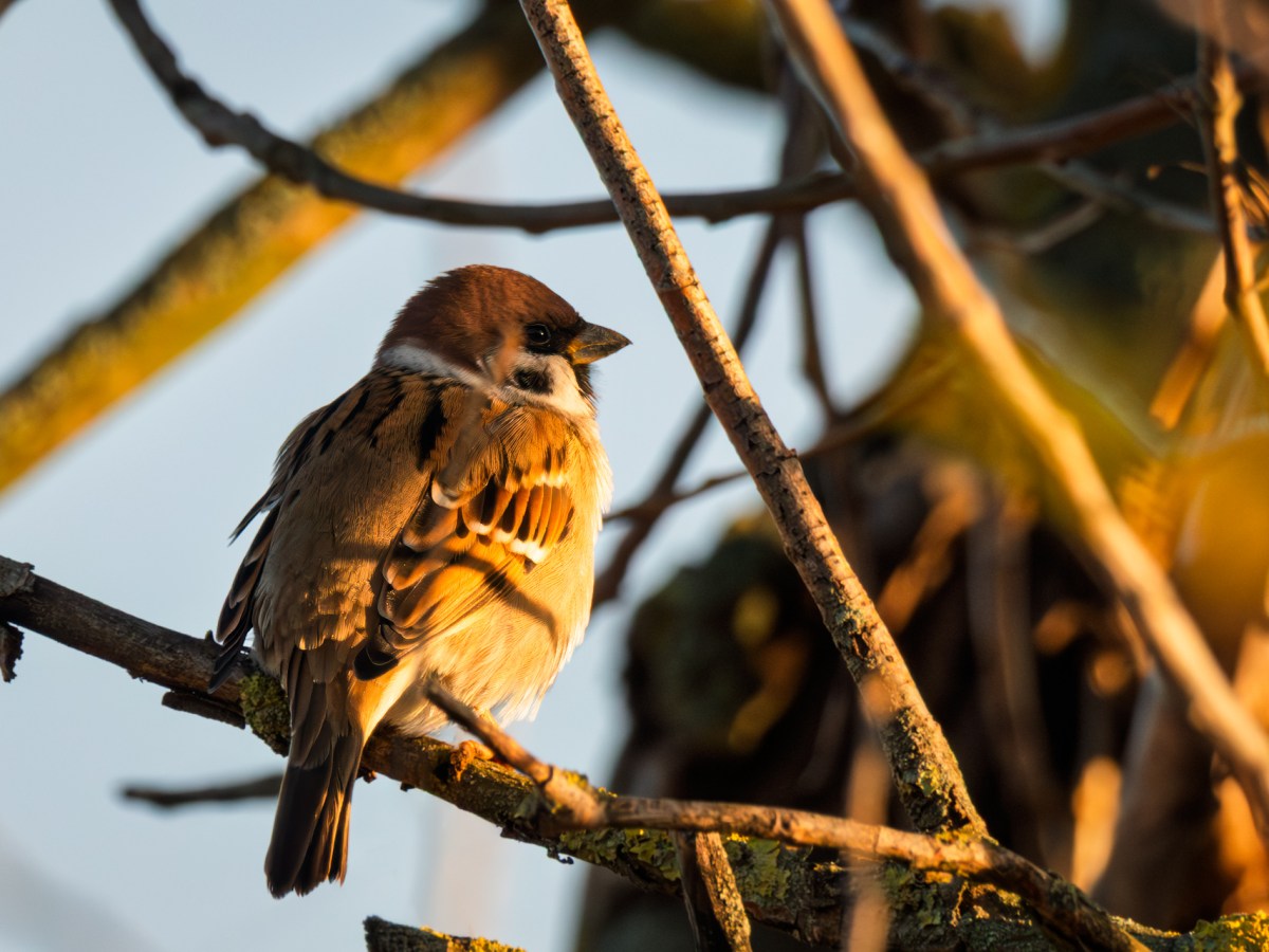 A Surprising February Walk: The Sparrows of Winter