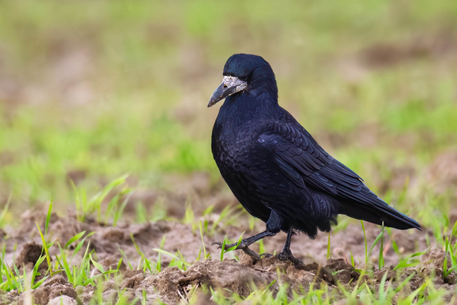Rook walking across freshly sown field in early spring on the outskirts of a town in Poland
