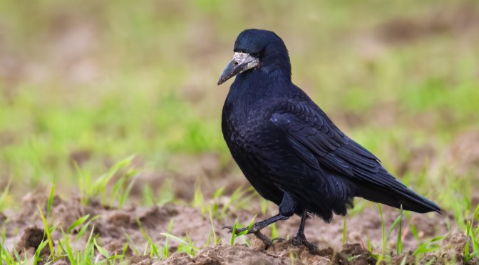 Rook walking across freshly sown field in early spring on the outskirts of a town in Poland