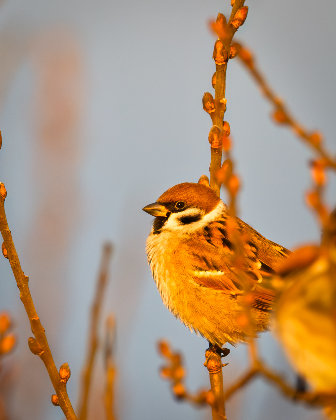 Close-up of a sparrow perched on a tree branch, bathed in warm sunlight on a sunny winter day