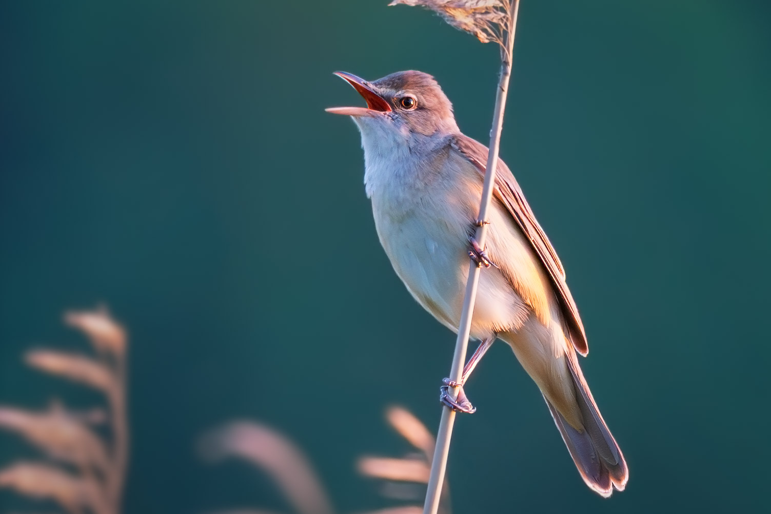 Reed warbler singing from a slender reed in warm evening light by a lakeshore